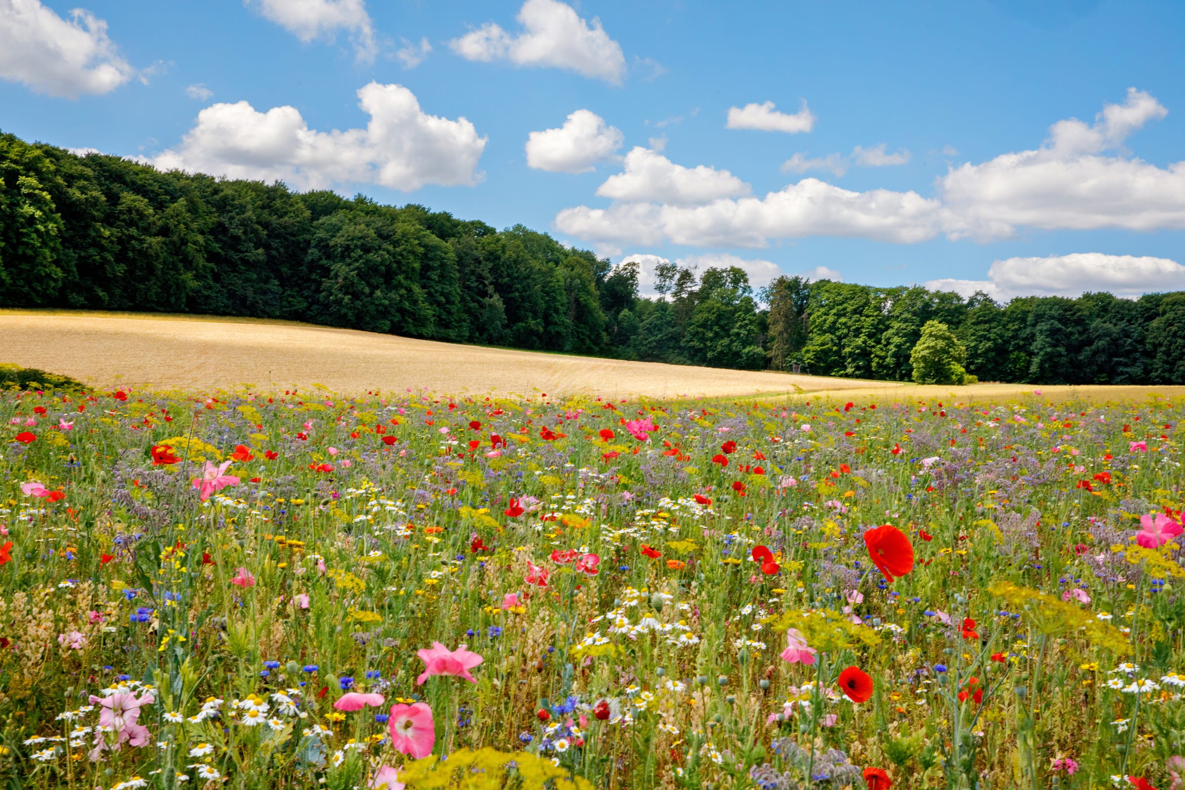 Eine bunte Blumenwiese mit Mohn und Kornblumen vor einem Waldrand