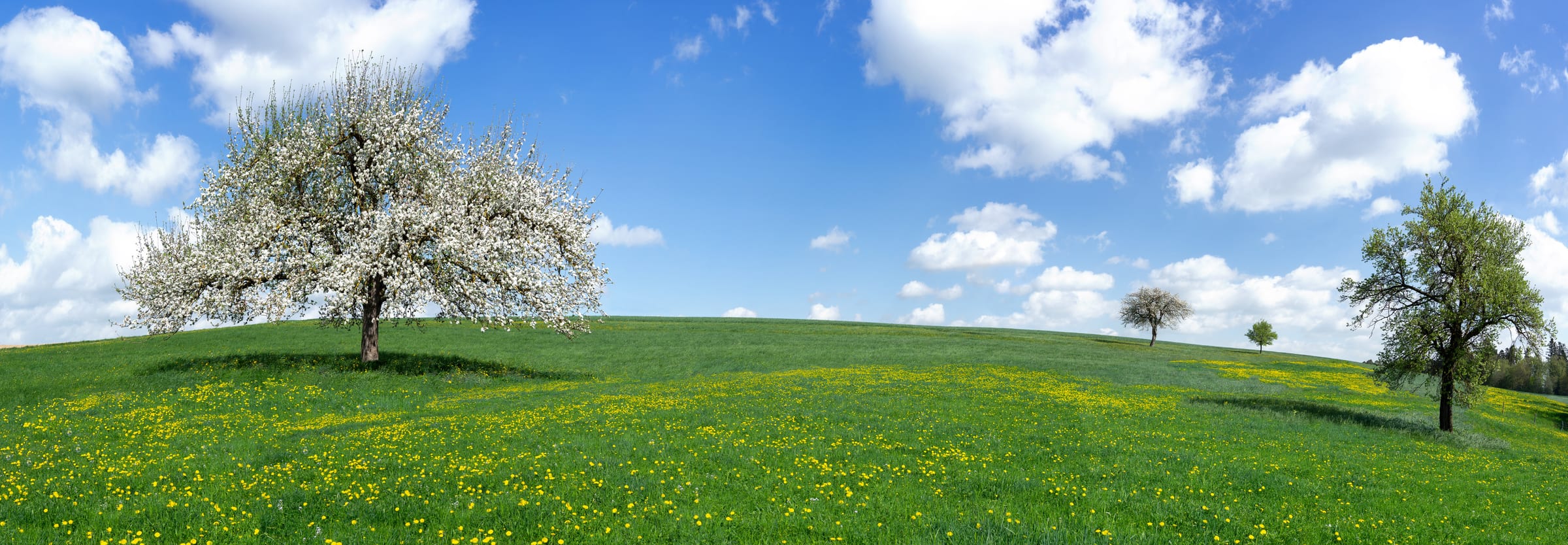 Blühender Obstbaum auf einer Wiese voller Löwenzahn unter blauem Himmel